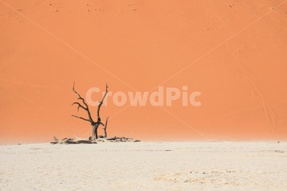 soil,흙,nature,자연,outdoors,옥외,sand,모래,사막,desert,자연,풍경,nature,landscape,식물,plants,나무,trees,wood
