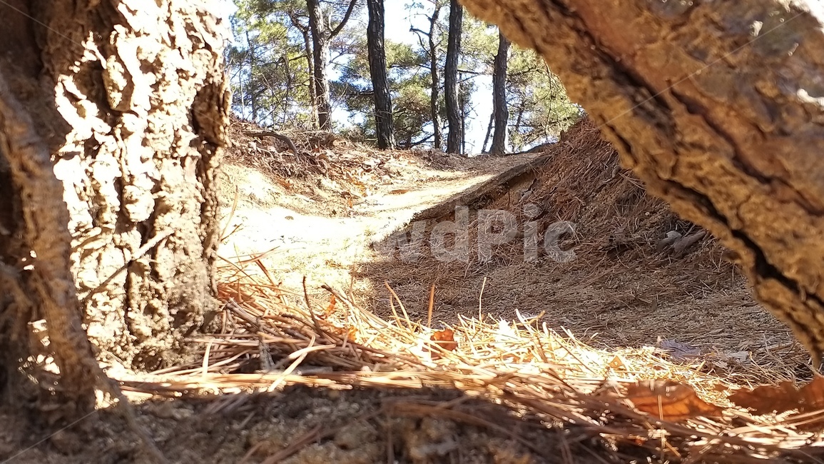 산,등산,자연,동산,뒤동산,등산로,ground,바닥,plant,식물,tree,나무,뿌리,생명력