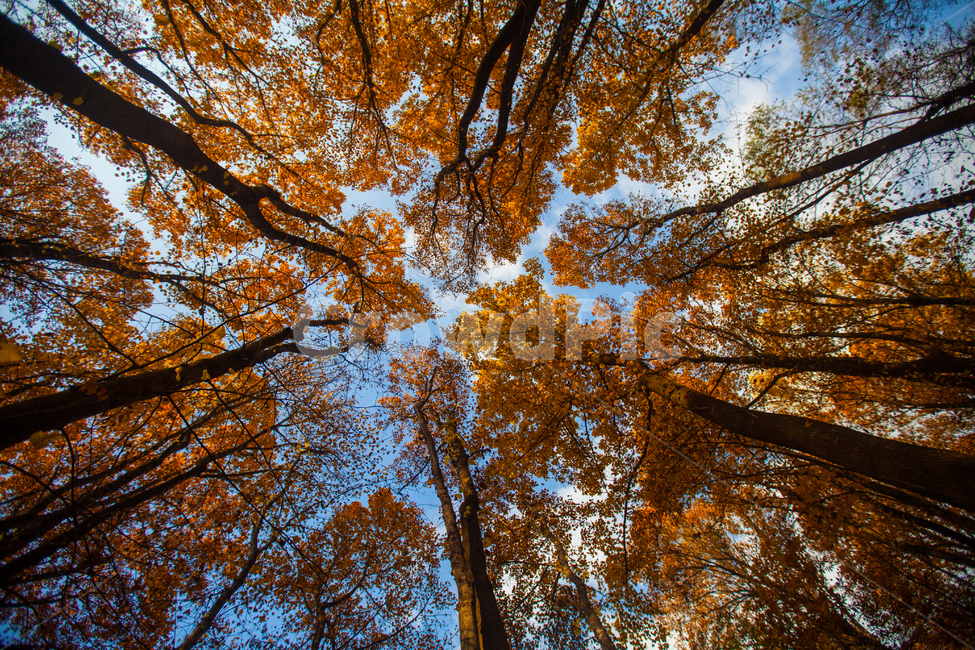 단풍,가을,숲,낙엽,감성,가을,계절,fall,autumn,season,자연,풍경,nature,landscape,식물,plants,나무,trees,wood,tree,plant,tree trunk,나무 줄기