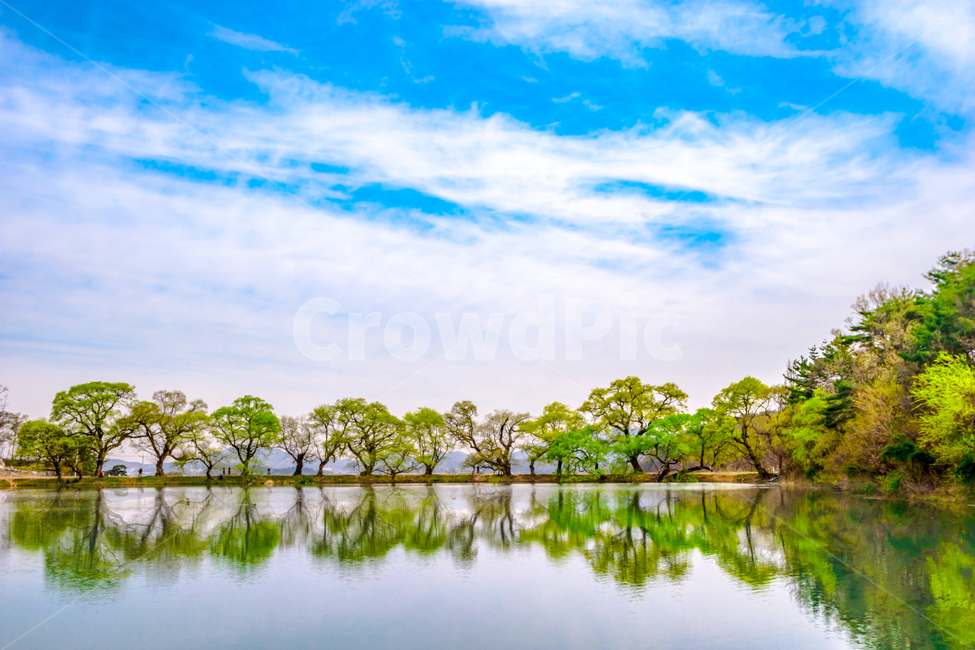 반곡지,초록색,나무,저수지,경산,봄,경상북도,봄,계절,spring,season,자연,풍경,nature,landscape,한국자연풍경,한국자연경관,korea nature landscape,water,물,outdoors,옥외,land,땅