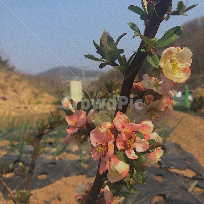 꽃,봄꽃,산당화,명자나무,텃밭