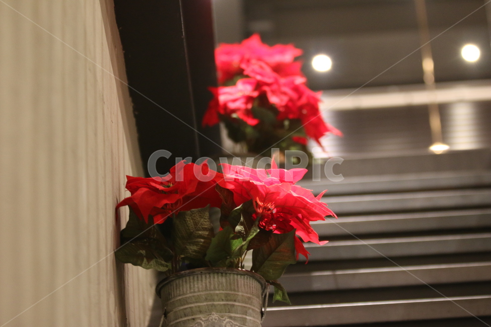 꽃,계단,조명,식물,빨간,화분,실내용화초,화분,화초,house plant
