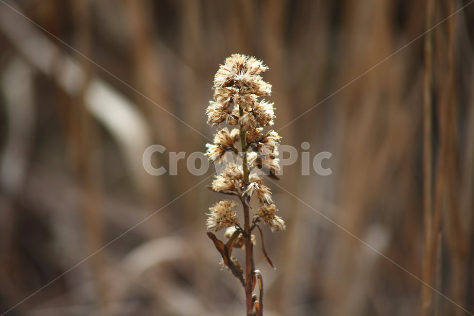 씨앗,종자,번식,식물,seed,식물,자연,plants,nature