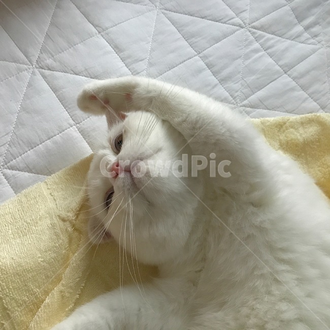 고양이,cat,스코티쉬폴드,집사,감성,동물,animal,포유류,mammal,고양이,cat,kitten,kitty