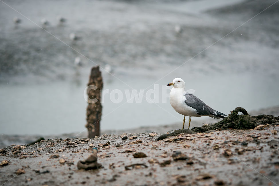 갈매기,바닷가,인천앞바다,조류,회색갈매기,동물,animal,조류,새,birds