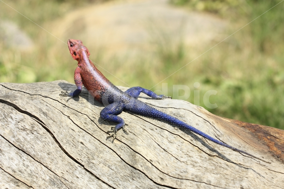 도마뱀,아프리카,케냐,여름,사파리,동물,animal,파충류,양서류,reptile,amphibian