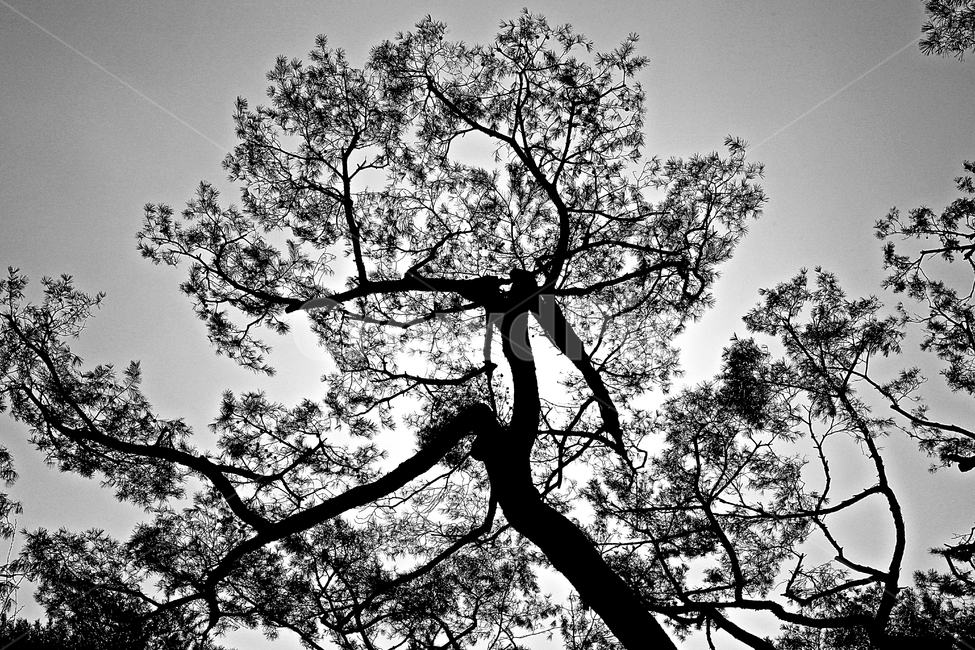 소나무,솔잎,하늘,풍경,자연,식물,자연,plants,nature,나무,trees,wood,흑백,모노톤,monochrome,black and white