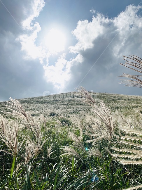 식물,plant,구름,억새,햇빛,하늘,자연,풍경,nature,landscape