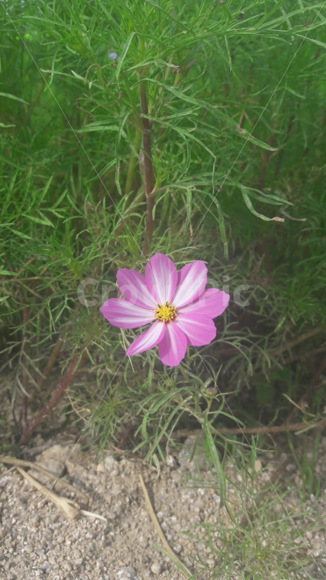 꽃,코스모스,수줍음,외로움,초록,가을,계절,fall,autumn,season,식물,자연,plants,nature,꽃,flower,plant,geranium,제라늄,blossom