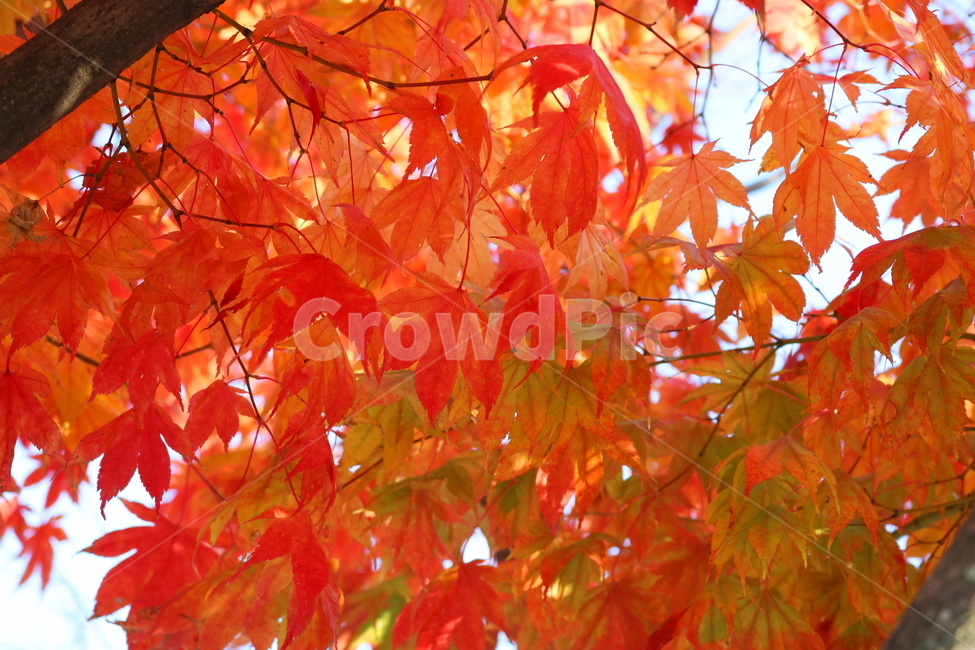 단풍,단풍나무,나무,가을,자연,가을,계절,fall,autumn,season,식물,자연,plants,nature,leaf,잎,plant,tree,maple