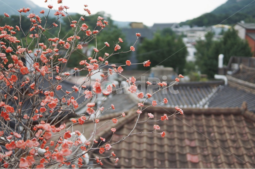 북촌,서촌,한옥,한옥마을,전통적인,꽃,korea,traditional,flower,nature,한국적인,봄,계절,spring,season,식물,자연,plants,nature,꽃,flower,감성,sensible,feeling,plant