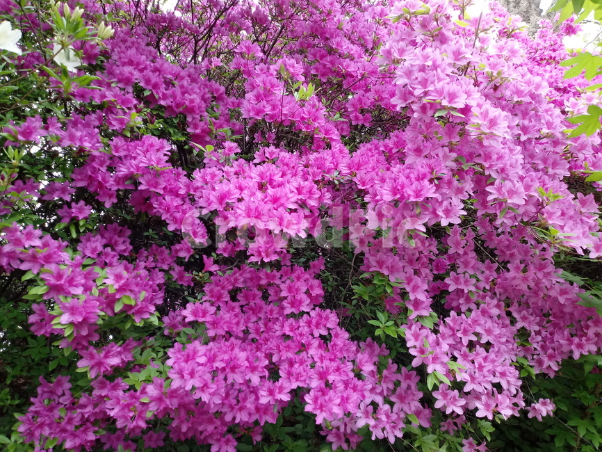 철쭉,smilerosebay,진달래과,식물,봄꽃,개꽃나무,springseasonflower,척촉화,낙엽관목,관상용