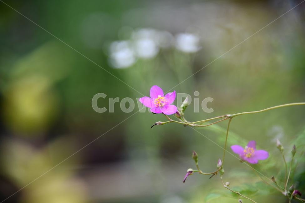꽃,자연,식물,야생화,nature,flower,감성,feeling,배경,백그라운드