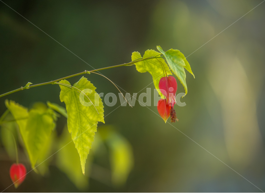 봄,봄꽃,계절,감성,식물,화초,자연,식물,자연,plants,nature,꽃,flower