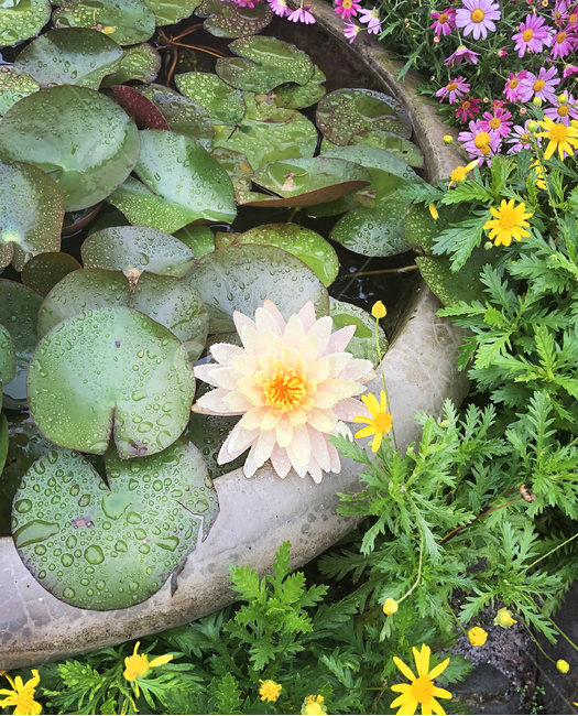 연꽃,연못,정원,가든,꽃,식물,lotus,garden,gardening,blooming,flowers