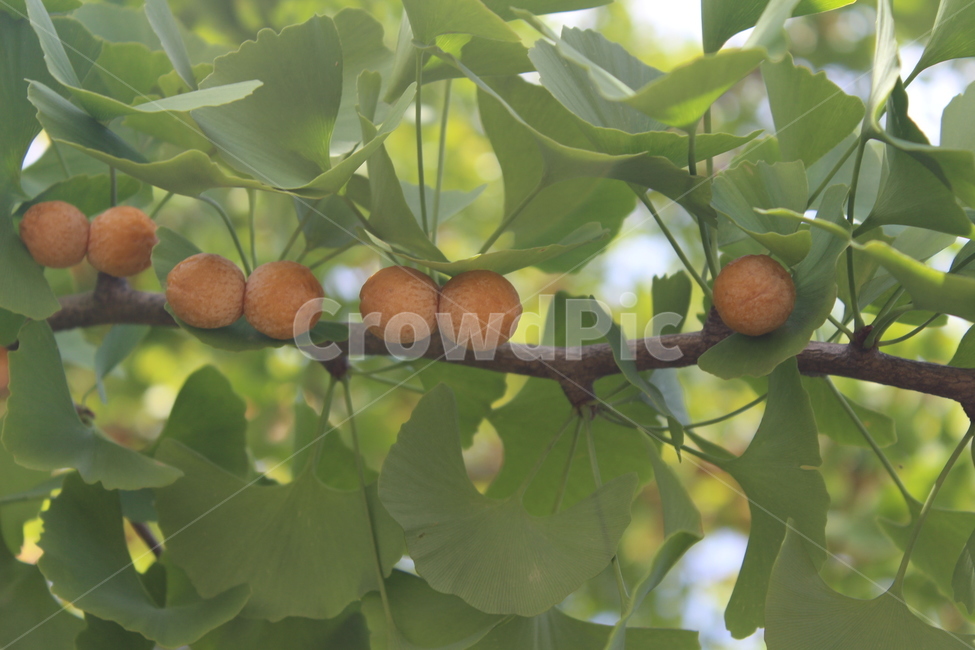 plant,식물,은행,fruit,열매,과일,열매,fruit