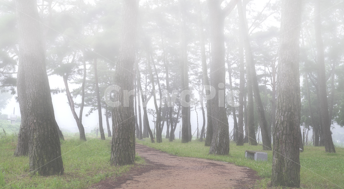 자연,풍경,식물,나무,소나무,소나무숲,숲,동산,소나무동산,안개,아침,풀밭,잔디밭,풀,남평,드들강,드들강유원지,강변,둔치,나주시,계절,여름