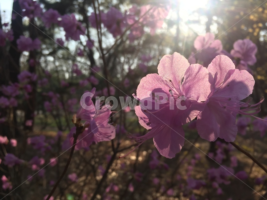 봄,진달래,오후,산책,개화,식물,자연,plants,nature,꽃,flower