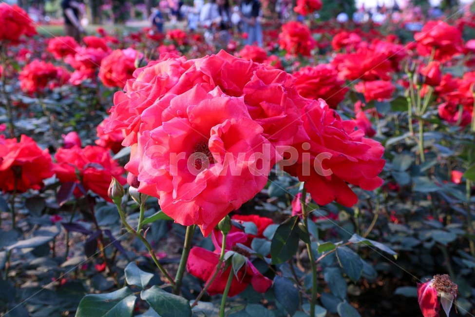 꽃,장미,봄,가을,장미축제,식물,flower,rose,식물,자연,plants,nature,꽃,flower