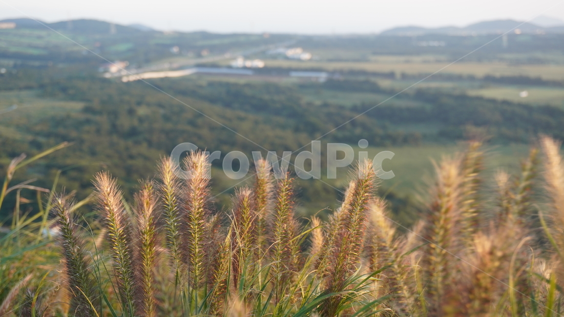 풍경,언덕,경치,산정상,갈대,자연,식물,자연,plants,nature
