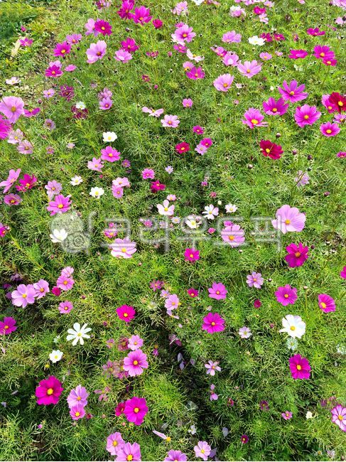 petal,background,fall flowers,autumn,Cosmos,flower