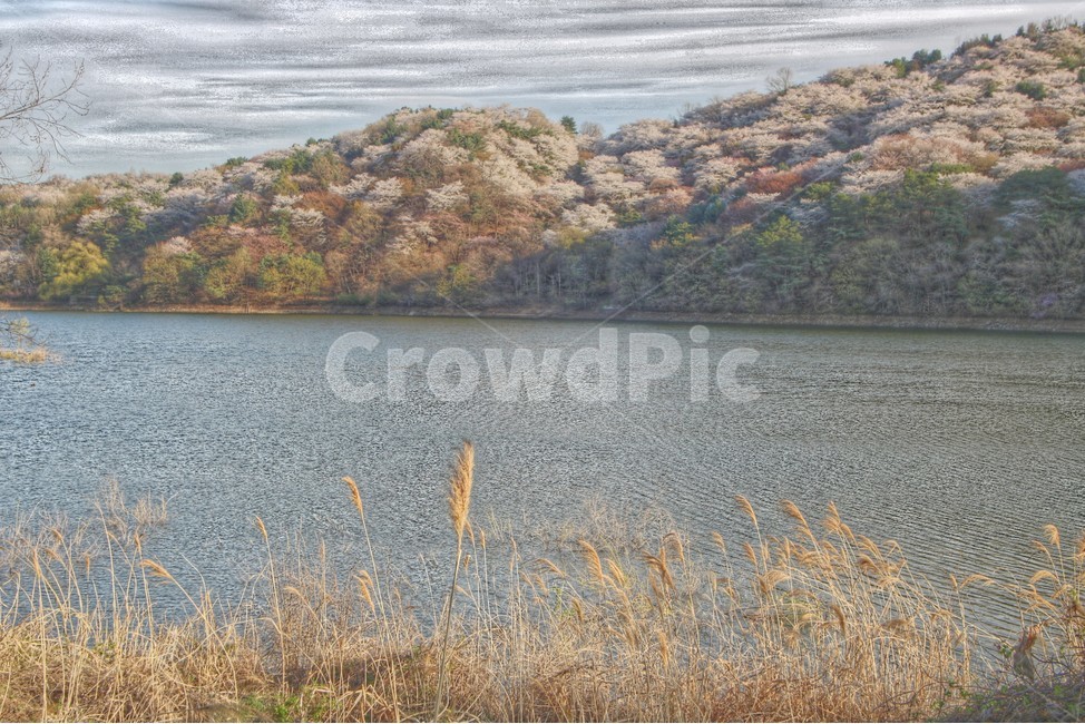 풍경,호수,산,벚꽃,갈대,자연,봄,계절,spring,season,자연,풍경,nature,landscape,outdoors,옥외,land,땅,water,물