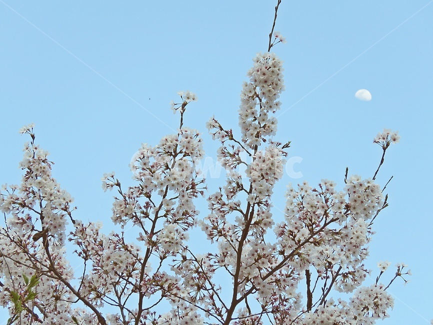 달,낮달,moon,벚꽃,꽃,봄,flower,풍경,자연,plant,식물,나무,아름다움,예쁜,cherryblossom,blossom