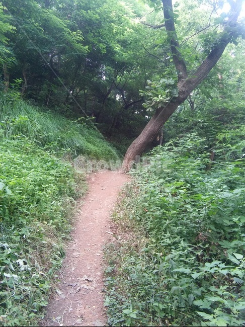 나무,산길,숲속,자연,뒷산