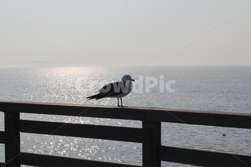갈매기,새,조류,seagull,제부도,휴식,동물,animal,조류,새,birds