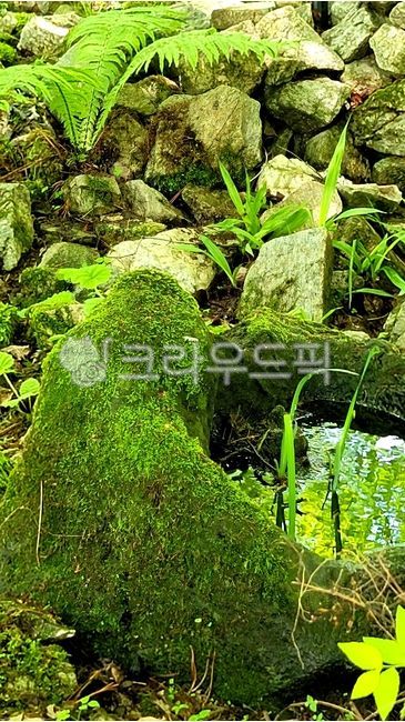 이끼, 식물, moss, nature, outdoors, 사진,이미지,일러스트,캘리그라피 - 찌언냐작가