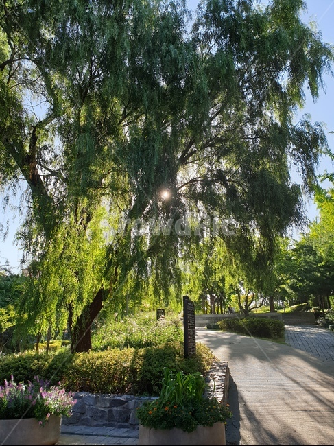가을아침,공원,아침햇살,morning,나무,힐링,가을,자연,풍경,nature,landscape,tree,plant,식물