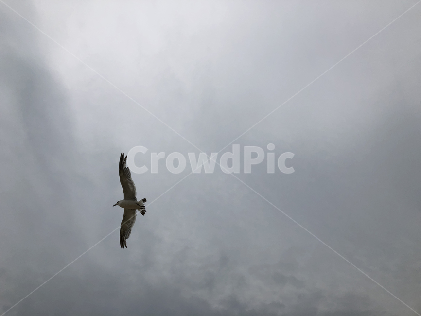 갈매기,seagull,새,하늘,비행,bird,동물,animal,조류,새,birds