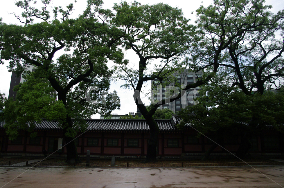 창덕궁,고궁,한옥,전통가옥,기와지붕,건축,traditional,나무,한국전통,한국문화,korean traditional,korean culture,랜드마크,landmark,tourist attraction,한국랜드마크,한국관광지,한국명소,korea landmark,korea tourist attraction,건축물,건물외관,exterior,building,structure,architecture,construction