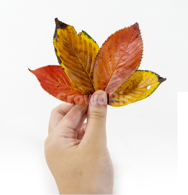 가을,나뭇잎,잎,카피공간,빨갛다,물들다,감성,아름다움,자연,노랑,나무,시즌,식물,자연​,가을,계절,fall,autumn,season,leaf,plant