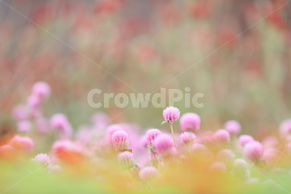 꽃,핑크색,올망졸망,꽃무리,가을꽃,식물,자연,plants,nature,꽃,flower