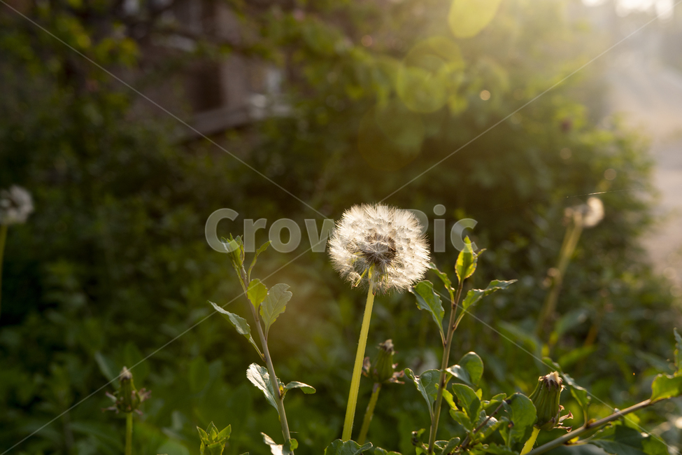 꽃,식물,민들레,홀씨,감성,민들레홀씨,아침,계절,자연,flower,Plants,Seed,Emotion,Season,Nature,dandelion,봄,계절,spring,season,식물,자연,plants,nature,꽃,flower,감성,sensible,feeling,휴식,힐링,rest,relaxation,healing,plant,blossom
