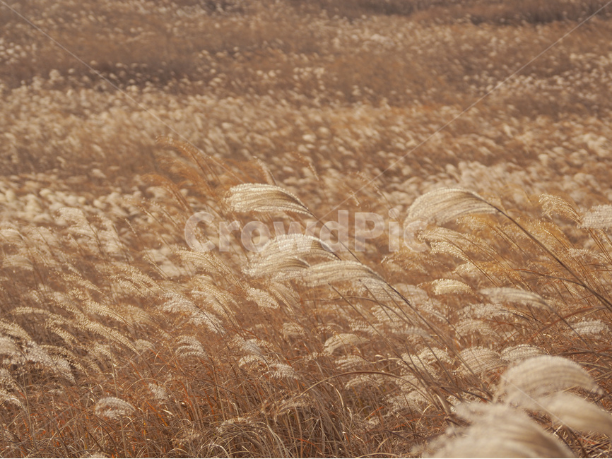 갈대,가을,제주,새별오름,갈대사진,가을,계절,fall,autumn,season,자연,풍경,nature,landscape,plant,식물,grass,잔디,lawn,reed
