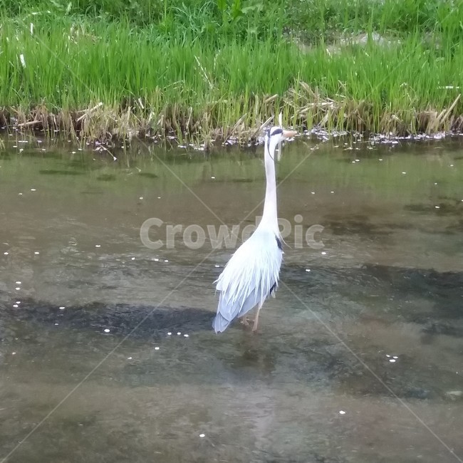 새,왜가리,물새,텃새,토종텃새,동물,animal,조류,새,birds