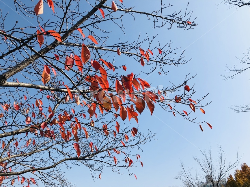 가을,호수,낙엽,하늘,공원,단풍,가을,계절,fall,autumn,season,자연,풍경,nature,landscape,leaf,잎,plant,식물,tree,나무