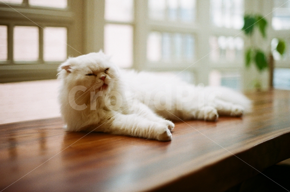 고양이,감성사진,필름사진,동물,귀여운,사랑스러운,따뜻한,cat,sensitive,film,animal,cute,lovely,식물,tree,plants,창문,window,햇살,인테리어,공간,카페,sunlight,space,cafe,interior,테이블,table,동물,animal,포유류,mammal,고양이,cat,kitten,kitty,감성,sensible,feeling,휴식,힐링,rest,relaxation,healing
