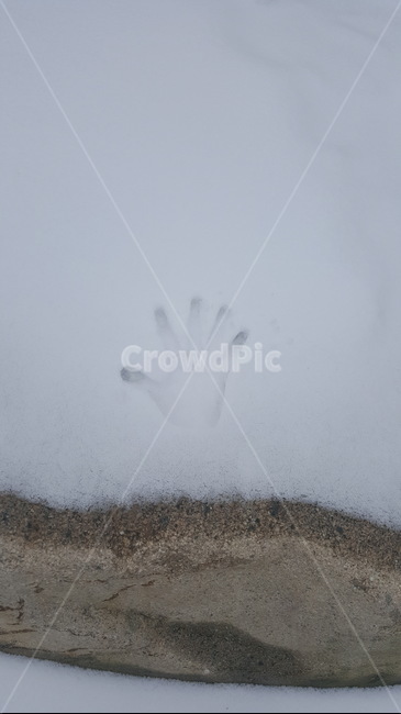 눈밭,눈,손자국,쌓인눈,하얀눈,겨울,계절,winter,season
