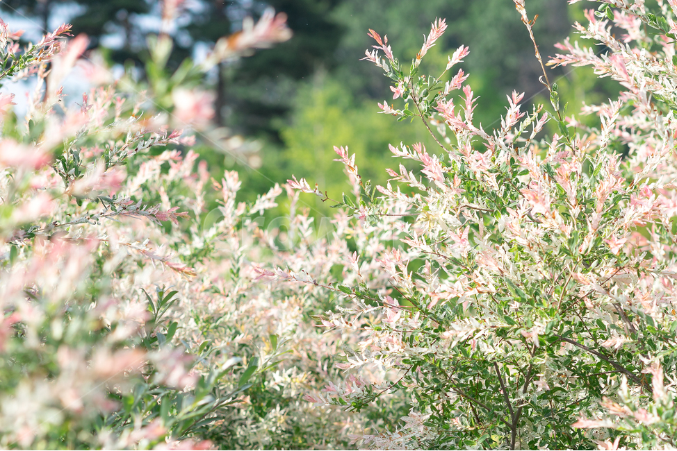 수목원,푸른수목원,풀꽃,야생화,꽃밭,숲,공원,자연,식물,자연,plants,nature,꽃,flower,휴식,힐링,rest,relaxation,healing
