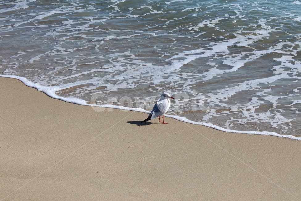 갈매기,바다,고독함,자연,동물,해안선,동물,animal,조류,새,birds