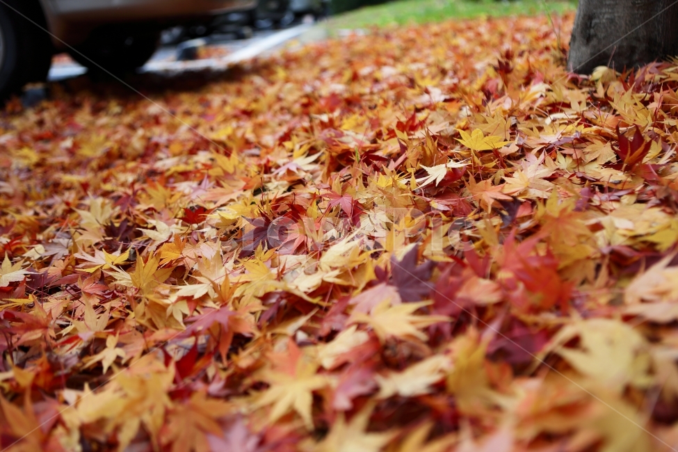 자연풍경,가을,단풍,낙엽,만추,자연,풍경,잎,식물,가을,계절,fall,autumn,season,plant,leaf,tree,나무,maple