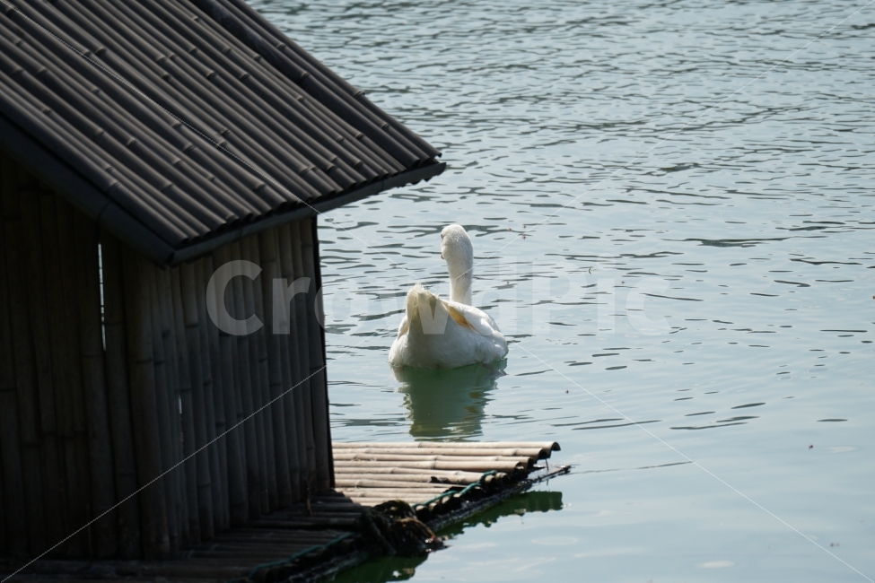 오리,백조,새,조류,동물,호수,강,자연,nature,bird,duck,lake,river,animal,헤엄,수영,swim,swan,스완,물,water,물결,감성,감성사진,스냅,스냅사진,snap,snapshot,풍경,landscape,고니,한국자연,korea,석촌호수,새집,서울,seoul,코리아,동물,animal,조류,새,birds