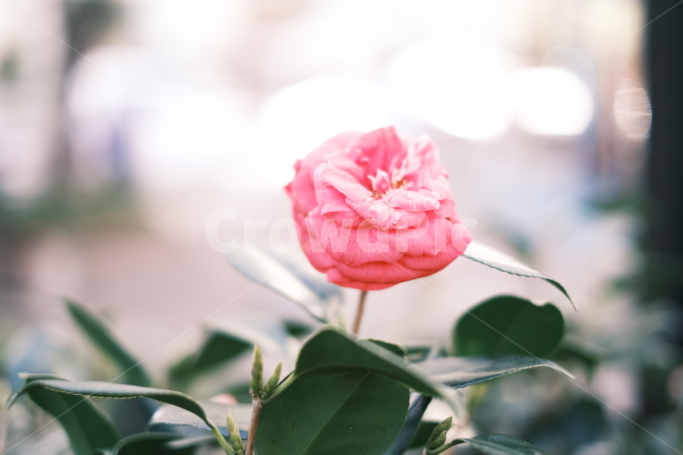 plant,식물,blossom,꽃,flower,rose,장미,식물,자연,plants,nature,꽃,flower