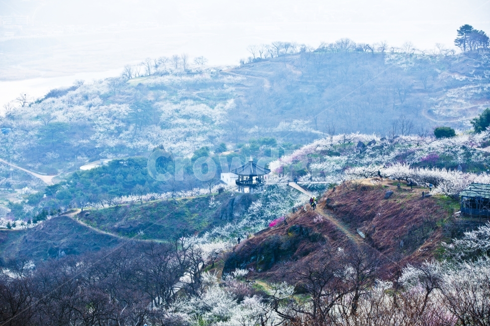 매화꽃,매화,자연,풍경,꽃,봄,계절,spring,season,자연,풍경,nature,landscape,한국자연풍경,한국자연경관,korea nature landscape,사람들,대중,군중,other people,crowd,경치,outdoors,옥외,scenery,aerial view,조감도