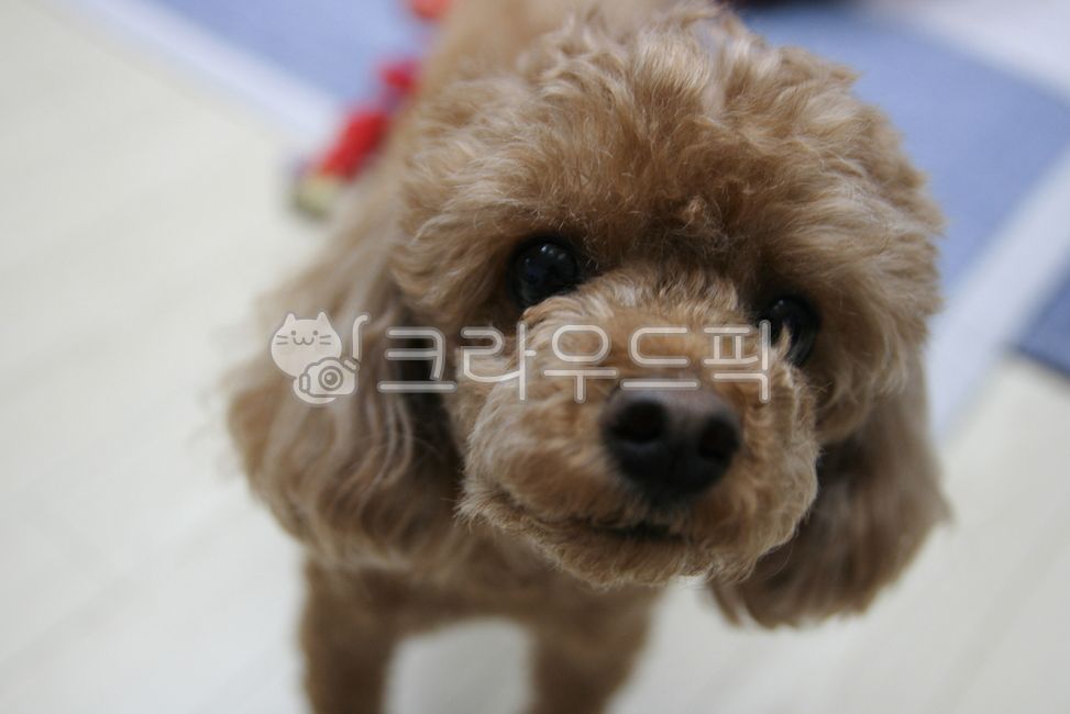 푸들, 강아지, 댕댕이, 반려견, puppy, 사진,이미지,일러스트,캘리그라피 - dldyddk1211작가