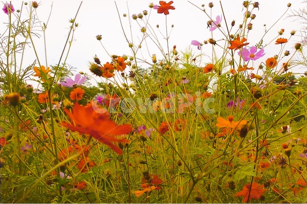 plant,식물,leaf,잎,꽃밭