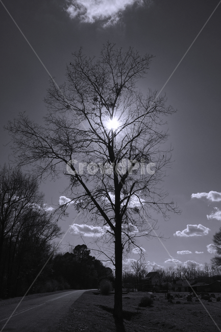나무,햇빛,하늘,구름,도로,자연,풍경,nature,landscape,흑백,모노톤,monochrome,black and white,tree,plant,식물